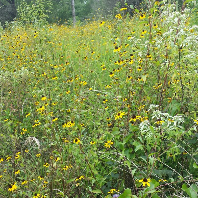 What is the Black Belt Prairie?