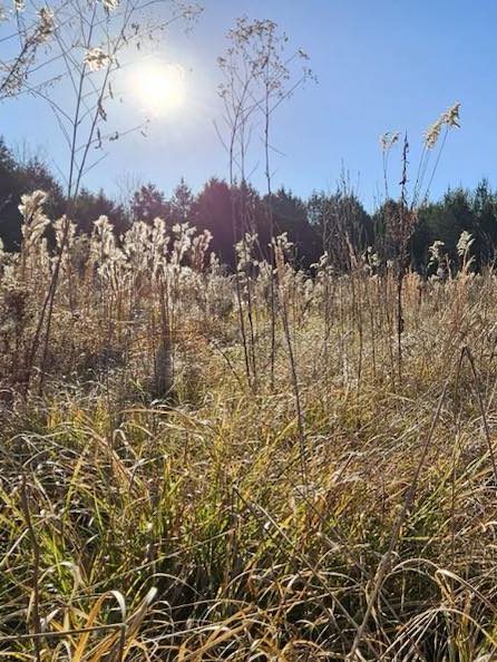Black Belt Prairie, Black Belt Prairie restoration