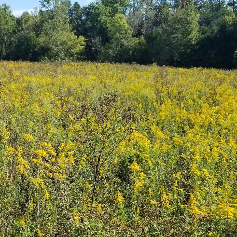 Black Belt Prairie restoration regrowth in Alabama; native flowers and native grasses in Alabama