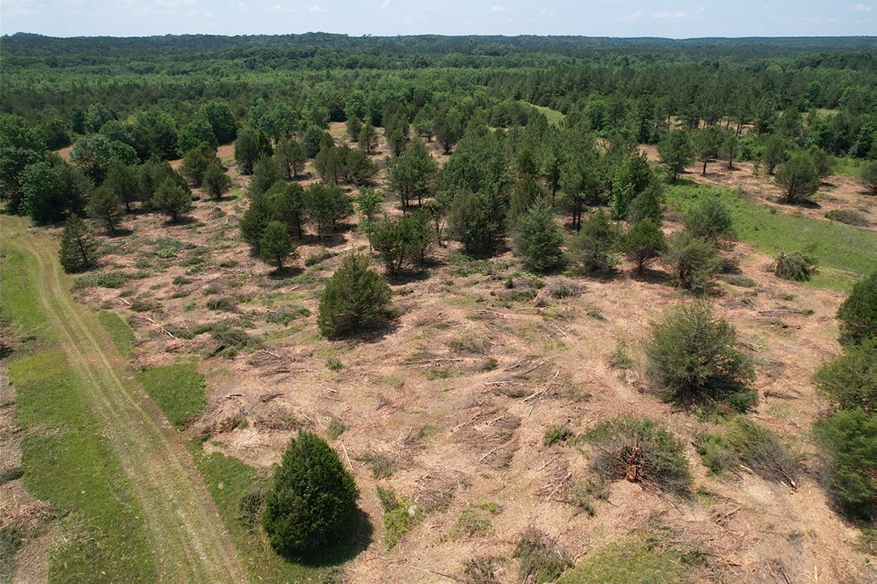 Cedar tree removal, Black Belt Prairie restoration