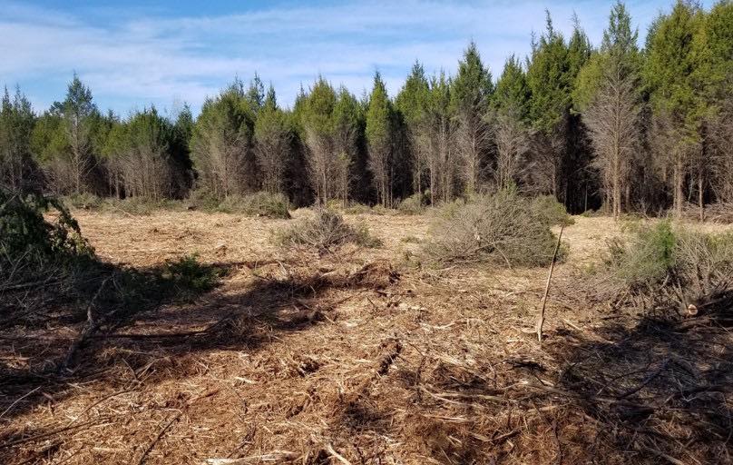 Removal of Eastern Red Cedar from property in Alabama for Black Belt Prairie restoration