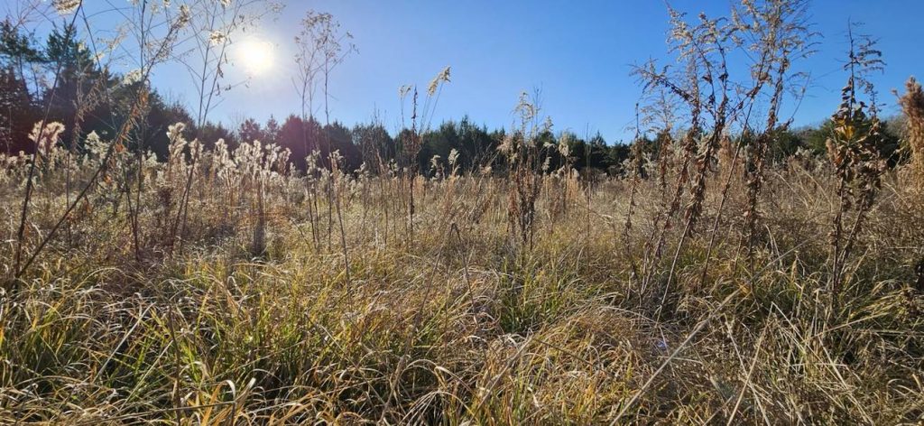 Black Belt Prairie Restoration- land management services