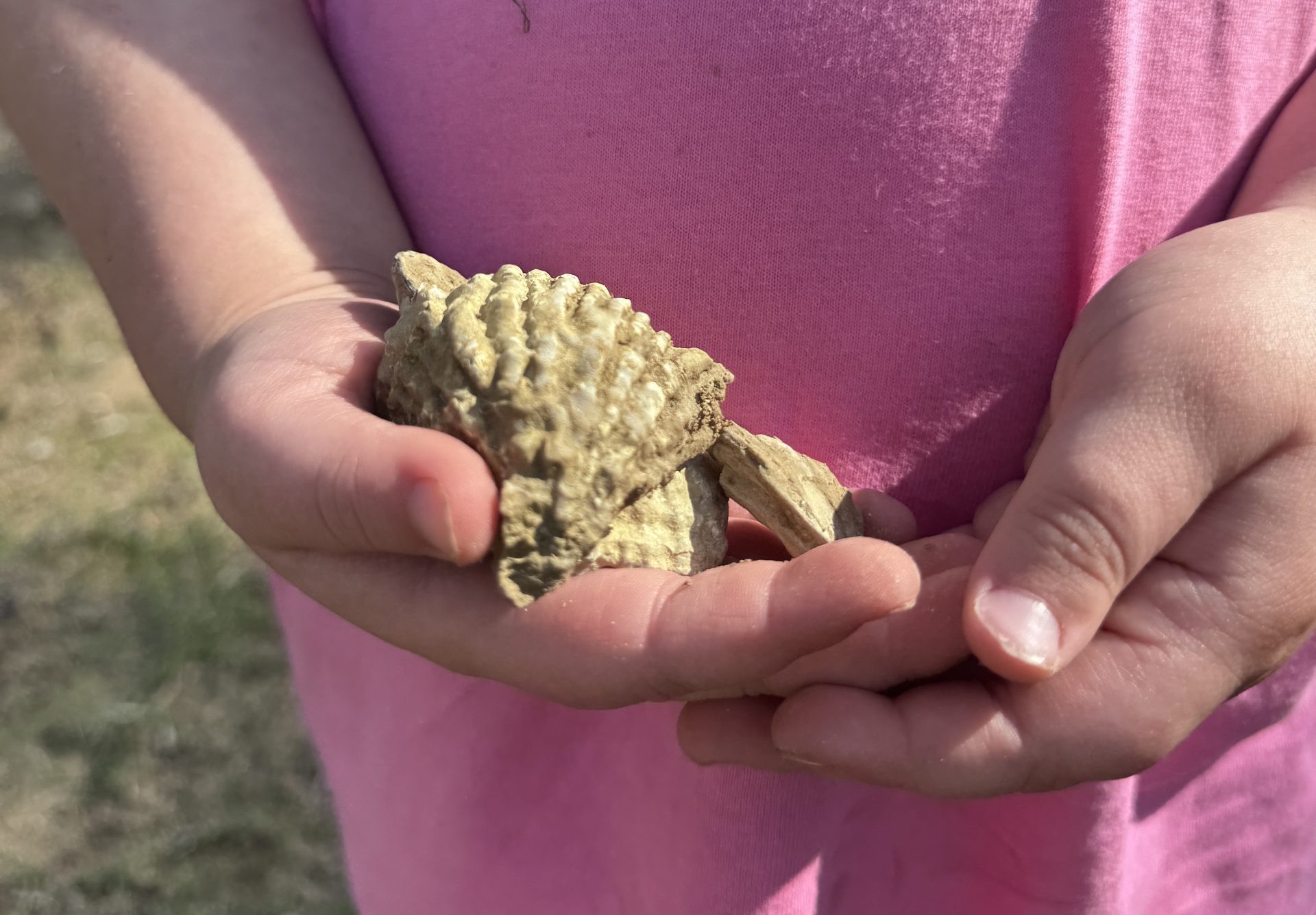 Kaylee Sells Seashells by the Sumter County Line
